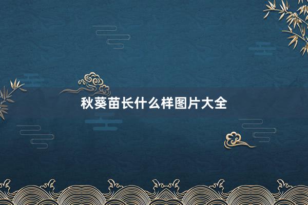秋葵苗长什么样图片大全